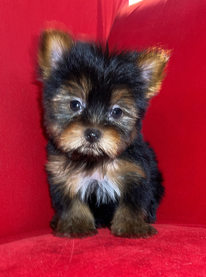Luke - Recently Adopted Yorkie